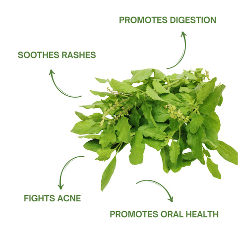 NATURAL BASIL(TULSI) LEAVES POWDER