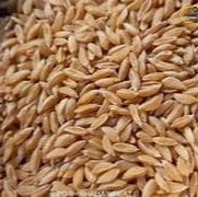 ORGANIC WHEAT BHALIYA