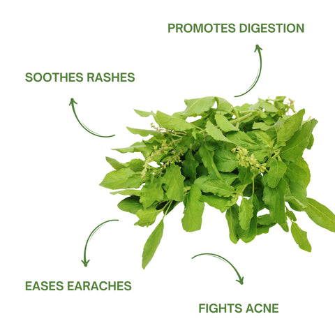 Pure Tulsi Leaves Powder | Natural Holy Basil Powder